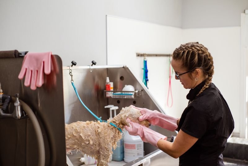 Dog being washed with pet grooming bathing gloves at a grooming station