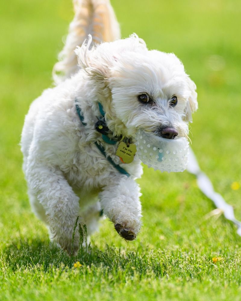 Dog playing outdoors with an interactive pet toy