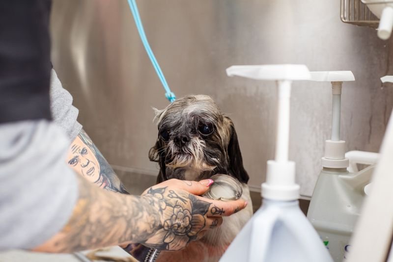 Dog in a bath during a pet shampoo wash