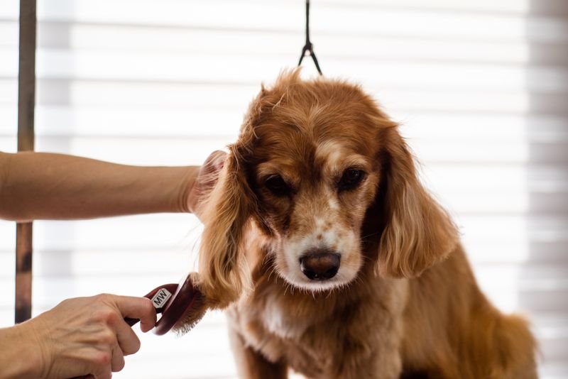 Groomer brushing a dog with a pet slicker grooming brush